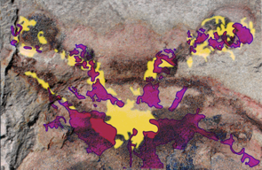 Tracings of two newly discovered fossilized brains are superimposed upon the original Fuxianhuia protensa sample from 2012. (Photo courtesy of Strausfeld et al. and Current Biology) Tracings of two newly discovered fossilized brains are superimposed upon the original Fuxianhuia protensa sample from 2012. (Photo courtesy of Strausfeld et al. and Current Biology)
